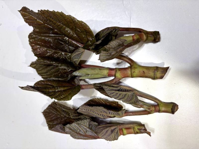 云南山野菜，野生牛奶叶，野生无花果嫩叶，