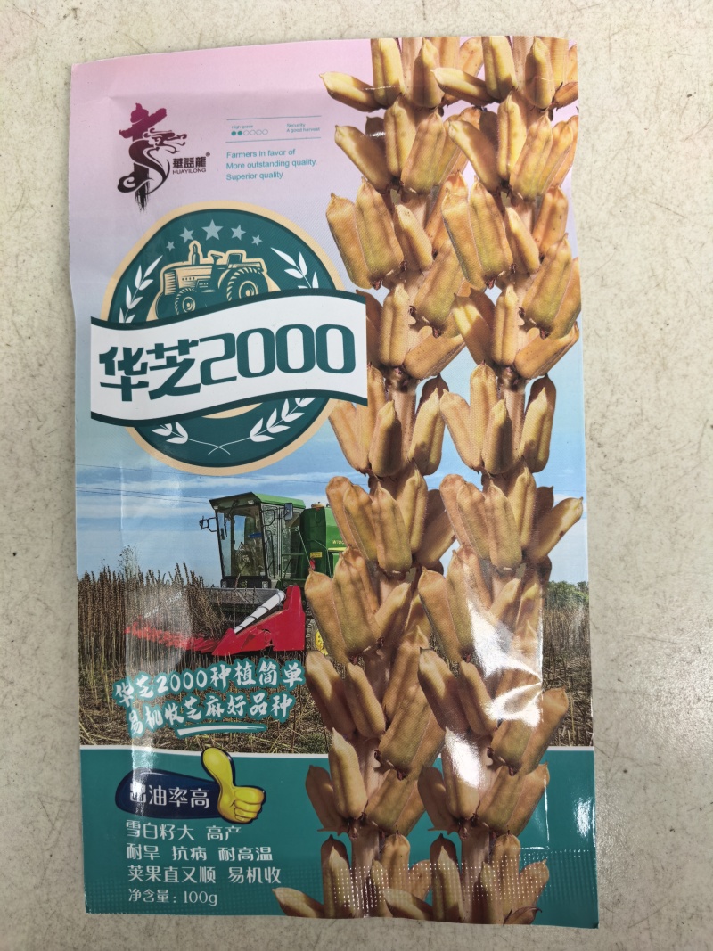 可机收芝麻种子华芝2000白芝麻黄杆黄蒴大籽耐旱高油春夏