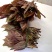 云南山野菜，野生牛奶叶，野生无花果嫩叶，