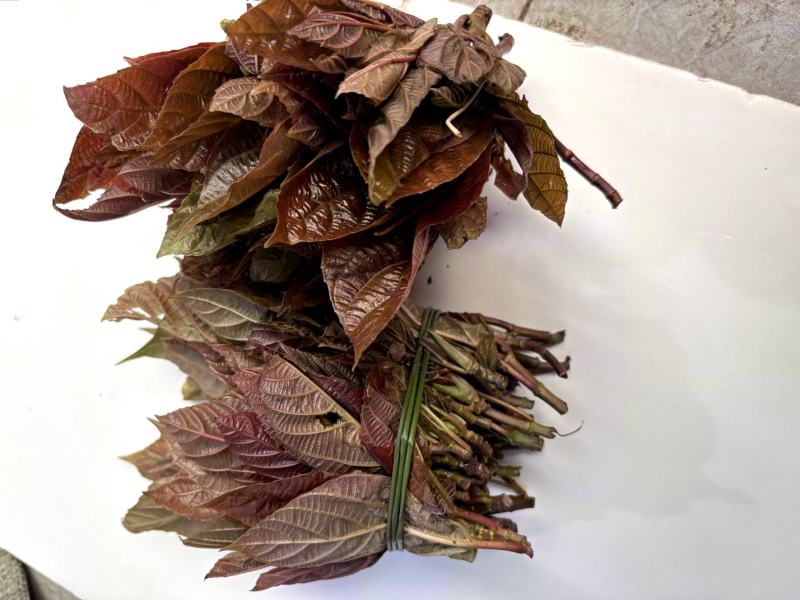 云南山野菜，野生牛奶叶，野生无花果嫩叶，