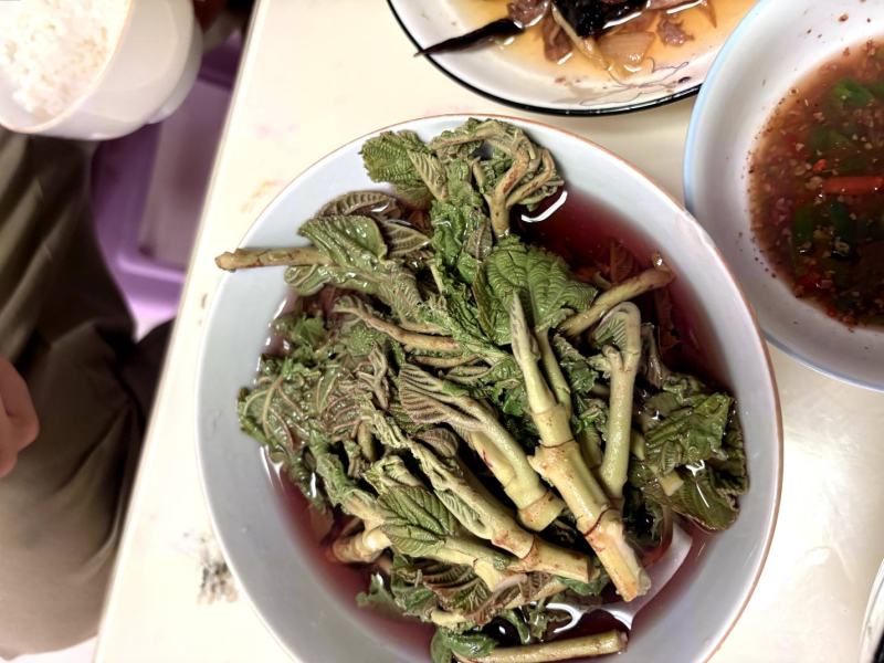 云南山野菜，野生牛奶叶，野生无花果嫩叶，