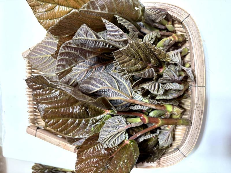 云南山野菜，野生牛奶叶，野生无花果嫩叶，