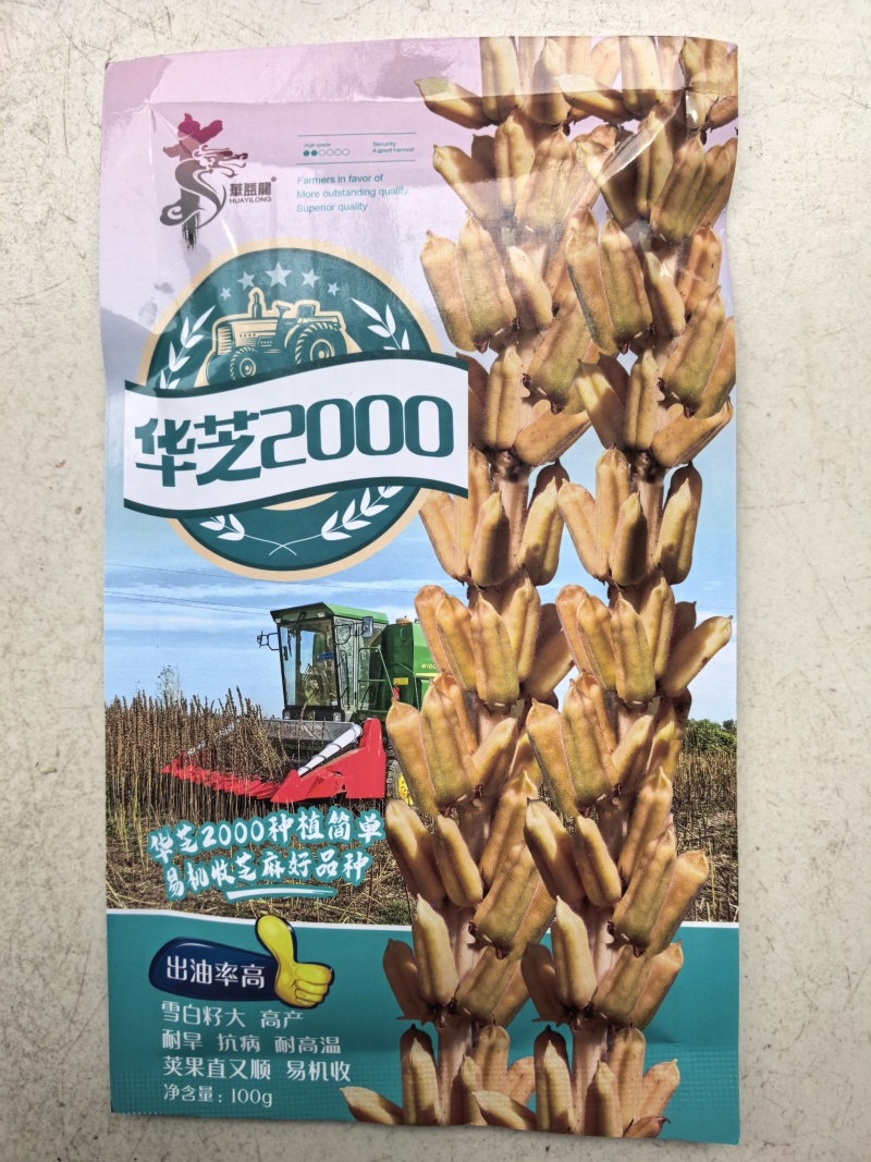 可机收芝麻种子华芝2000白芝麻黄杆黄蒴大籽耐旱高油春夏