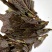 云南山野菜，野生牛奶叶，野生无花果嫩叶，
