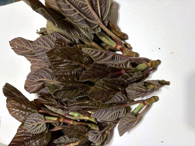云南山野菜，野生牛奶叶，野生无花果嫩叶，