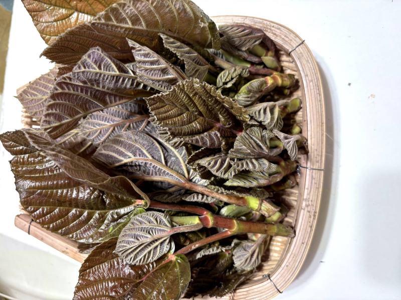 云南山野菜，野生牛奶叶，野生无花果嫩叶，