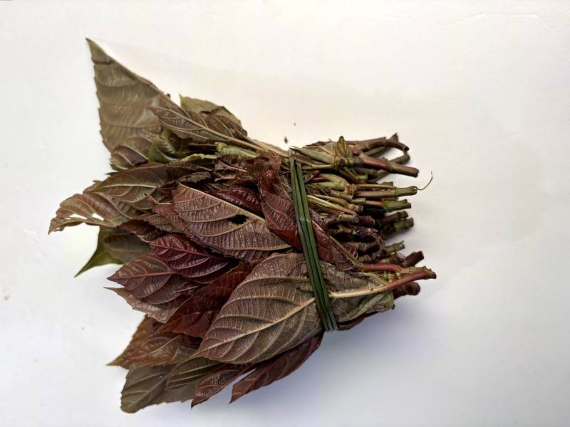 云南山野菜，野生牛奶叶，野生无花果嫩叶，