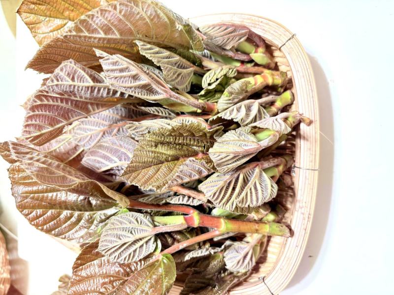 云南山野菜，野生牛奶叶，野生无花果嫩叶，