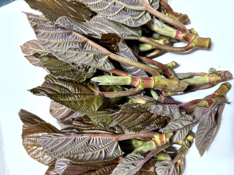 云南山野菜，野生牛奶叶，野生无花果嫩叶，
