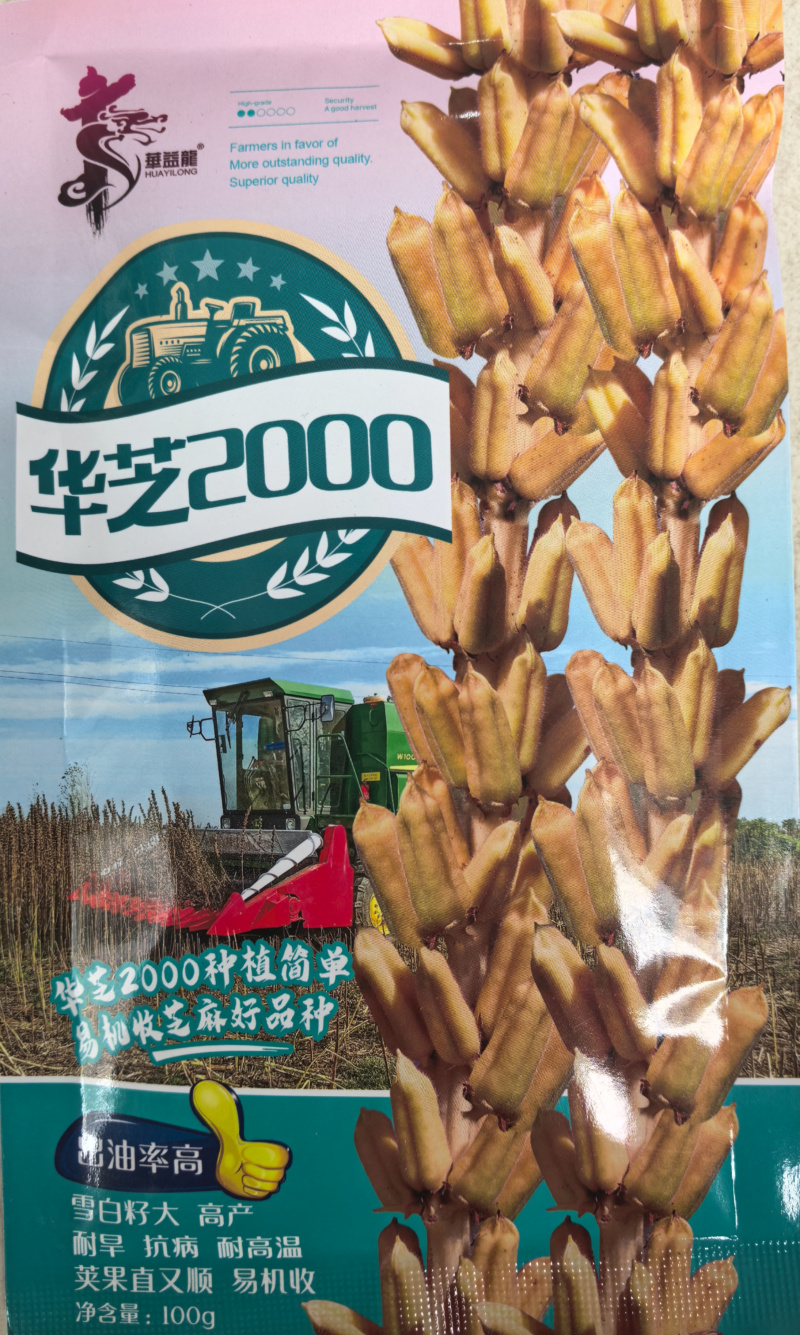 可机收芝麻种子华芝2000白芝麻黄杆黄蒴大籽耐旱高油春夏