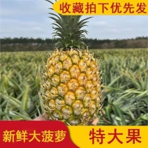 云南无眼凤梨菠萝大量接单整车发货品质保证诚信合作欢迎来电