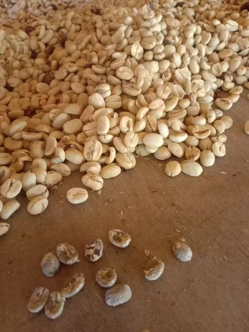 产地直供云南咖啡种植基地咖啡豆铁皮卡卡蒂姆生豆熟豆量大