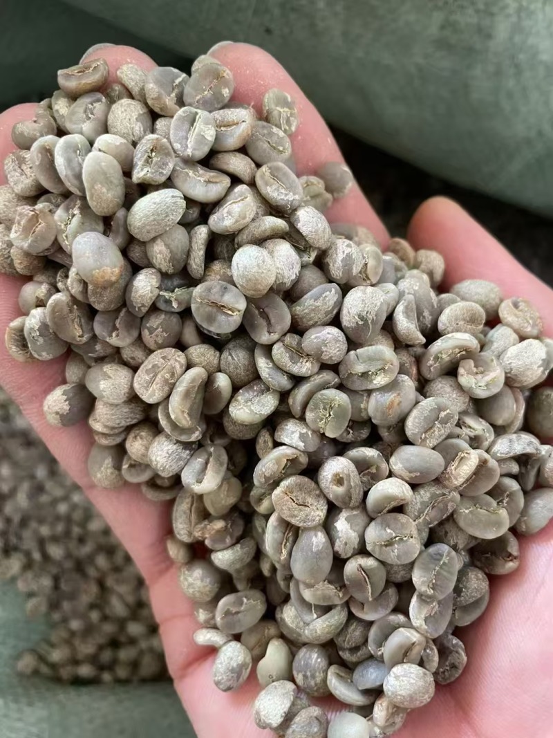 产地直供云南咖啡种植基地咖啡豆铁皮卡卡蒂姆生豆熟豆量大