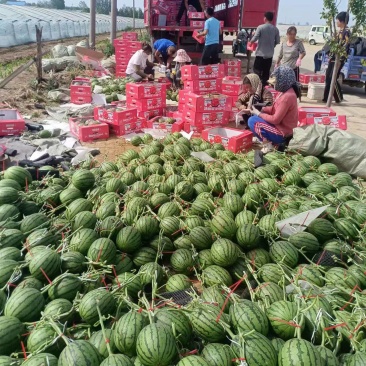 2K西瓜小糖丸吊秧西瓜种植产地大棚定货口感好量大