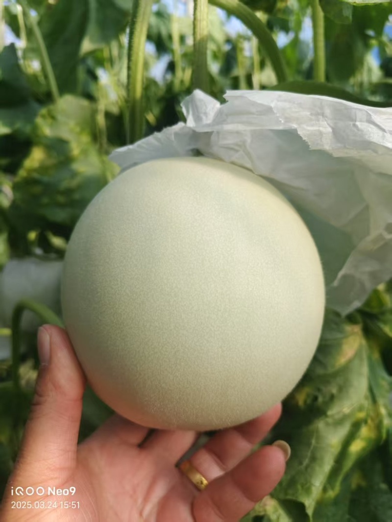 水果瓜果类甜瓜玉菇甜瓜