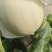水果瓜果类甜瓜玉菇甜瓜