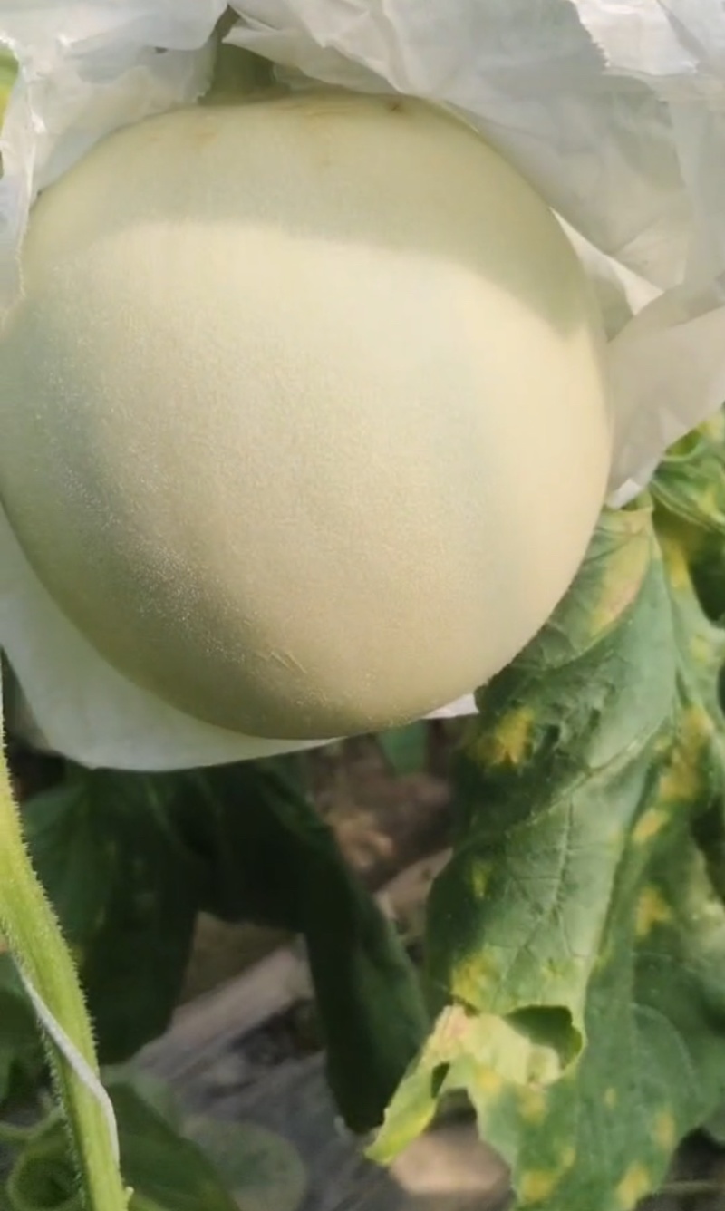 水果瓜果类甜瓜玉菇甜瓜