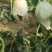 水果瓜果类甜瓜玉菇甜瓜