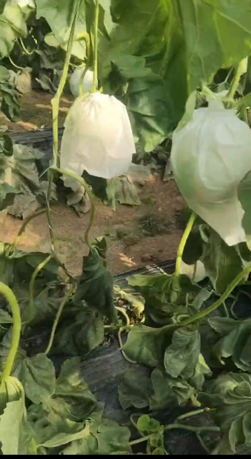 水果瓜果类甜瓜玉菇甜瓜