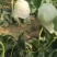 水果瓜果类甜瓜玉菇甜瓜