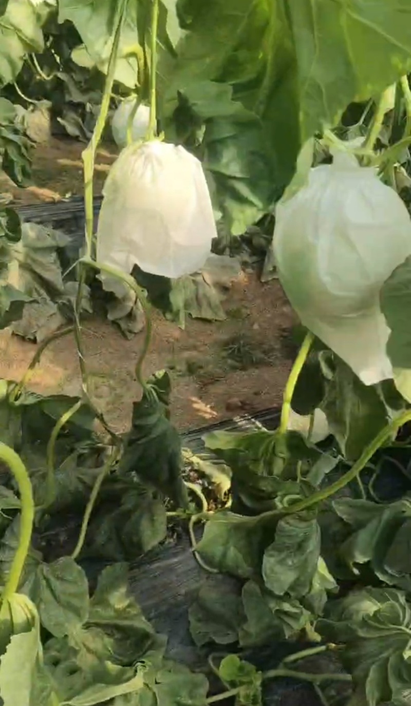 水果瓜果类甜瓜玉菇甜瓜