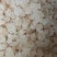 雪燕