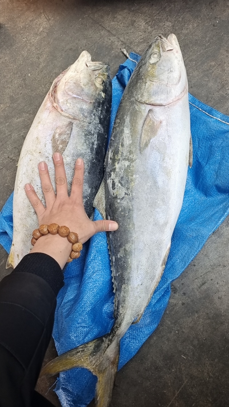 山东威海石岛大黄金鱼，生鱼片原料，船冻品质保证，各种规格