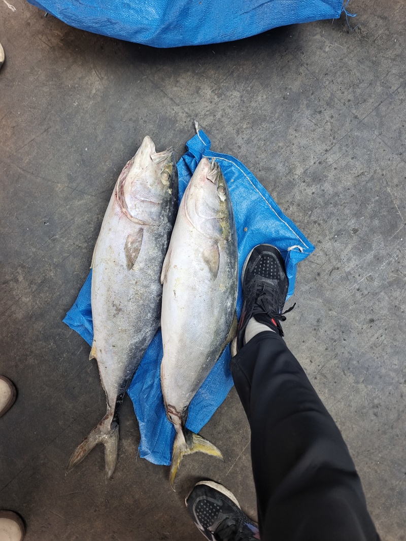 山东威海石岛大黄金鱼，生鱼片原料，船冻品质保证，各种规格