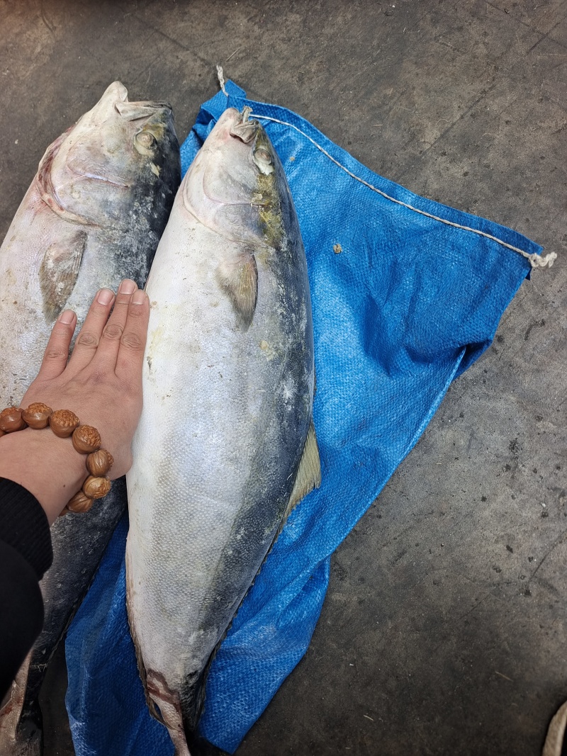 山东威海石岛大黄金鱼，生鱼片原料，船冻品质保证，各种规格