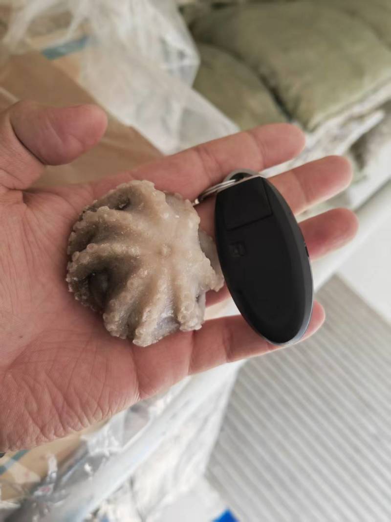 山东威海石岛单冻小八爪章鱼，鲜品活冻质量，各种规格齐全。