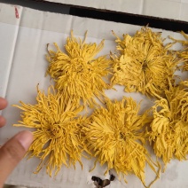 金丝皇菊手捡货个个大朵批发零售