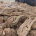 甘肃本地当归，大小规格齐全，产地直发，无硫，无水洗