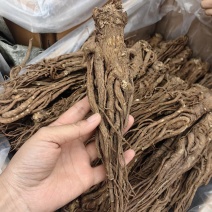 当归当归个各种规格批发零售