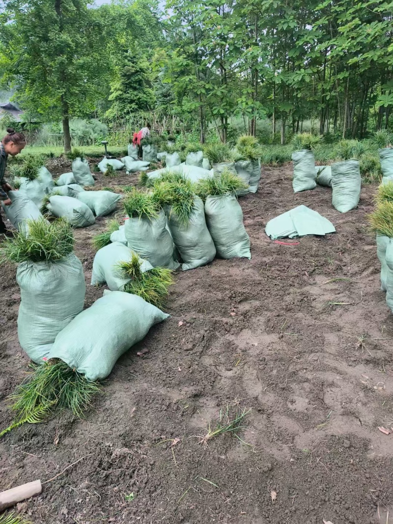 麦冬地栽苗，沙地种植，清秀，欢迎选购，量大从优