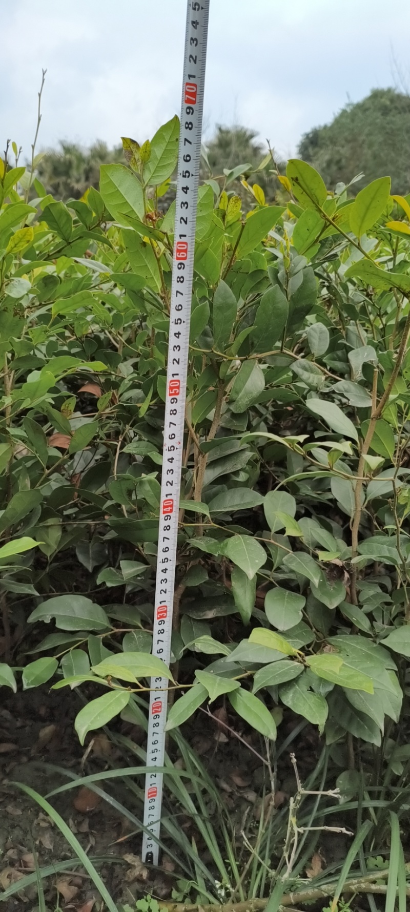 中华蚊母杯苗地苗，各种规格，基地批发，欢迎选购。