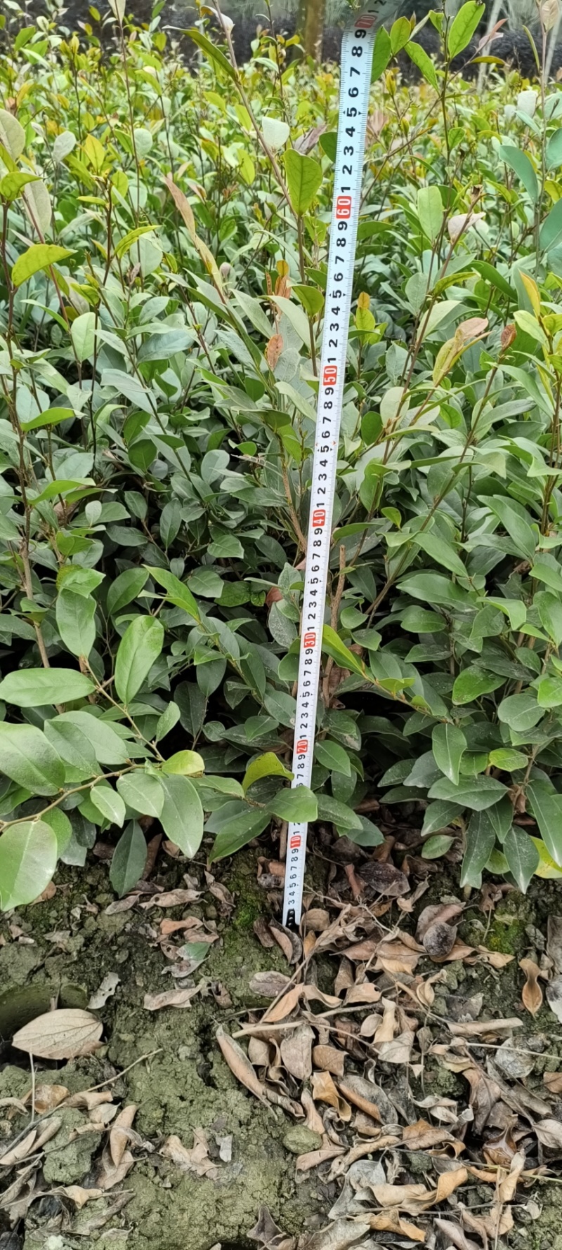 中华蚊母杯苗地苗，各种规格，基地批发，欢迎选购。