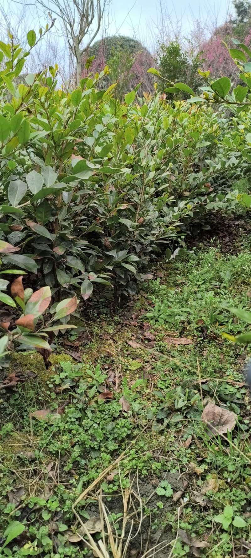 中华蚊母杯苗地苗，各种规格，基地批发，欢迎选购。