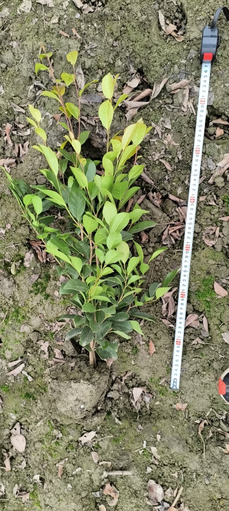 中华蚊母杯苗地苗，各种规格，基地批发，欢迎选购。