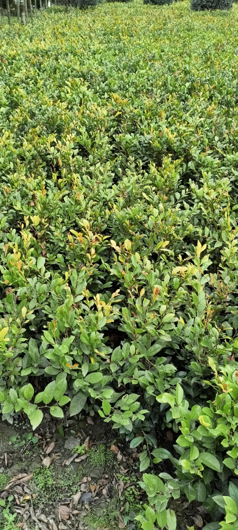 中华蚊母杯苗地苗，各种规格，基地批发，欢迎选购。