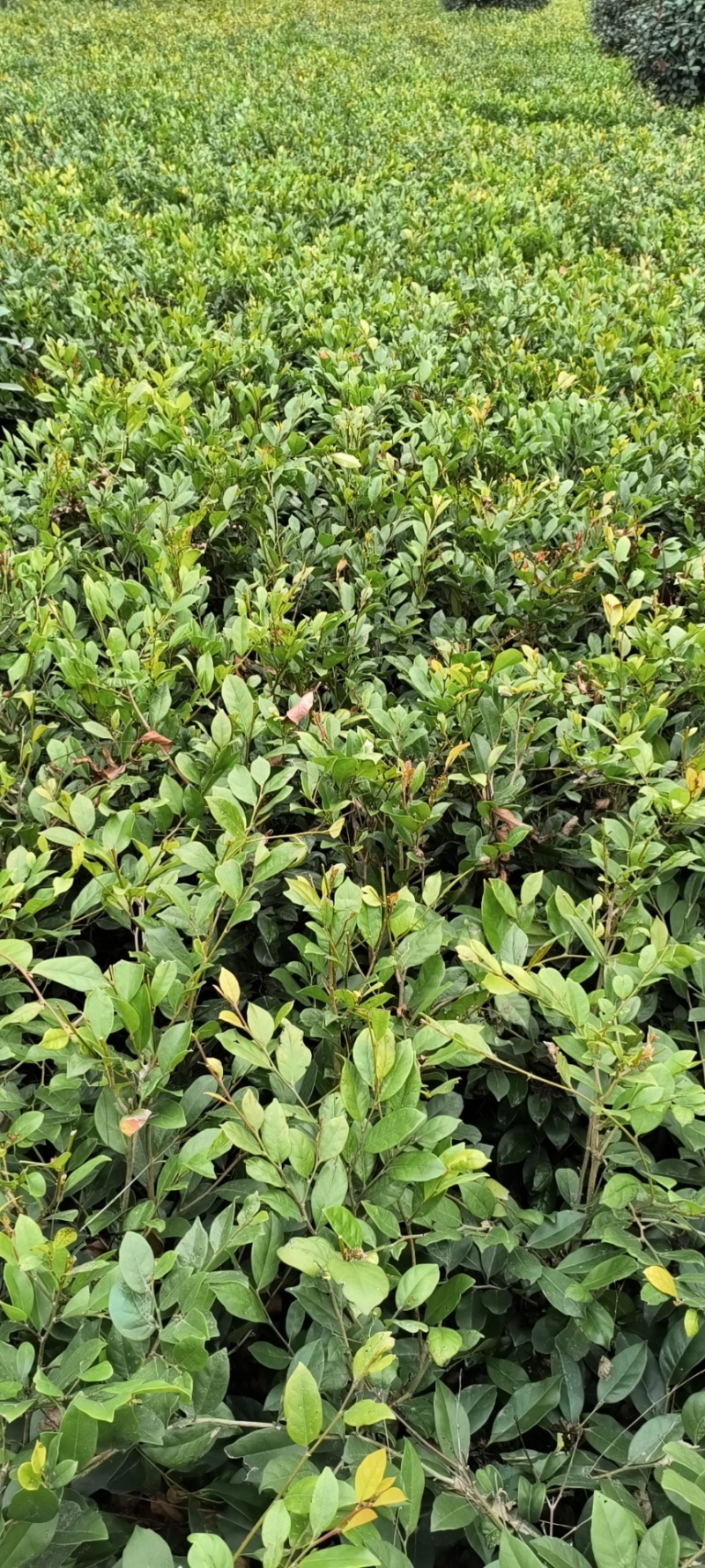 中华蚊母杯苗地苗，各种规格，基地批发，欢迎选购。