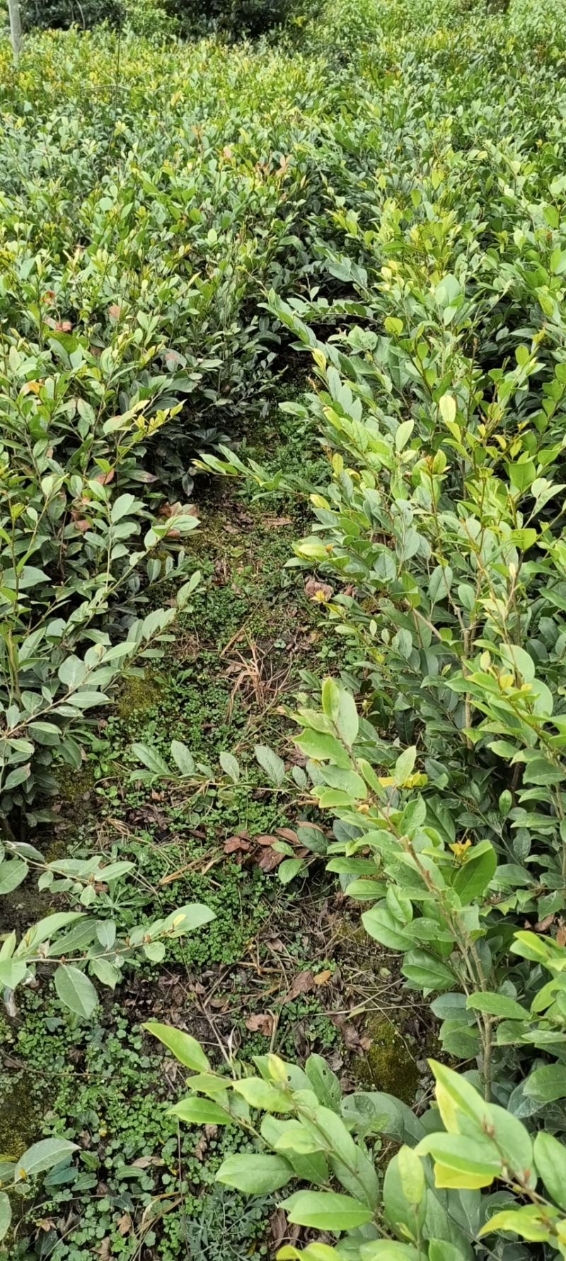 中华蚊母杯苗地苗，各种规格，基地批发，欢迎选购。