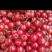 四川攀枝花小樱桃，大量供应，欲购从速