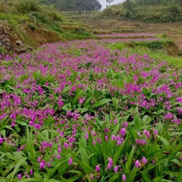 白芨苗