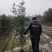 天竺桂绿篱，高度1.2米，1.5米，2米，各种规格。