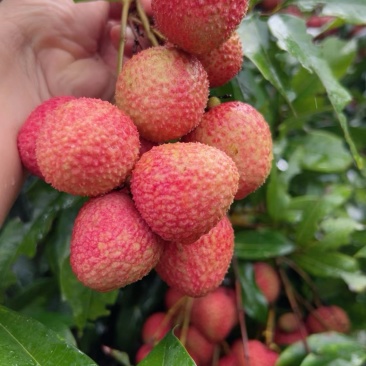 广东妃子笑荔枝