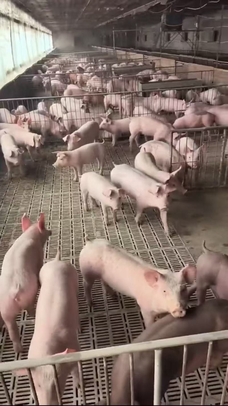 山东临沂三元育肥仔猪一手货源产地直发可视频看货，欢迎咨询