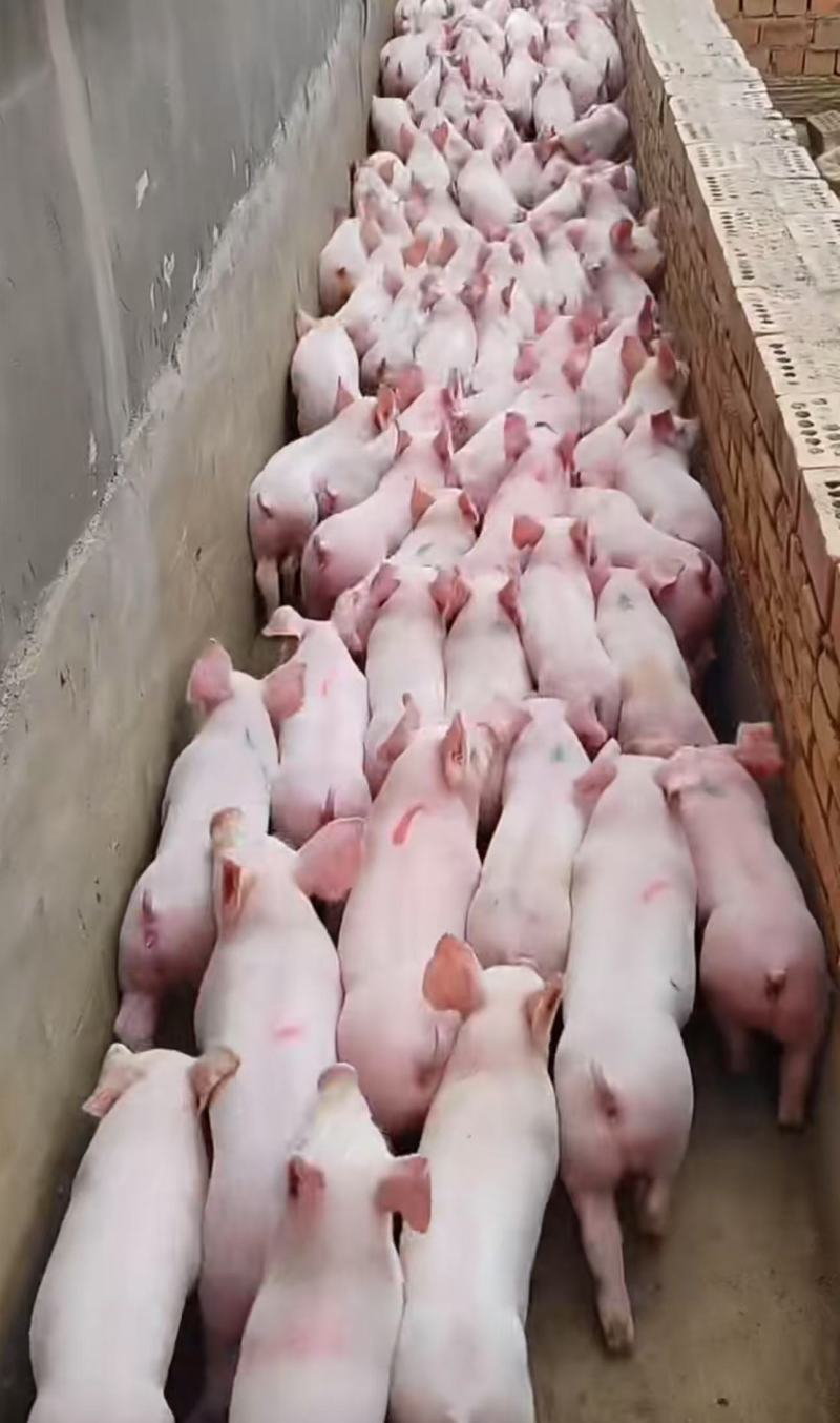 山东临沂三元育肥仔猪一手货源产地直发可视频看货，欢迎咨询