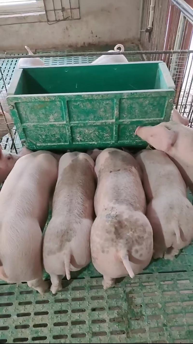 山东临沂三元育肥仔猪一手货源产地直发可视频看货，欢迎咨询