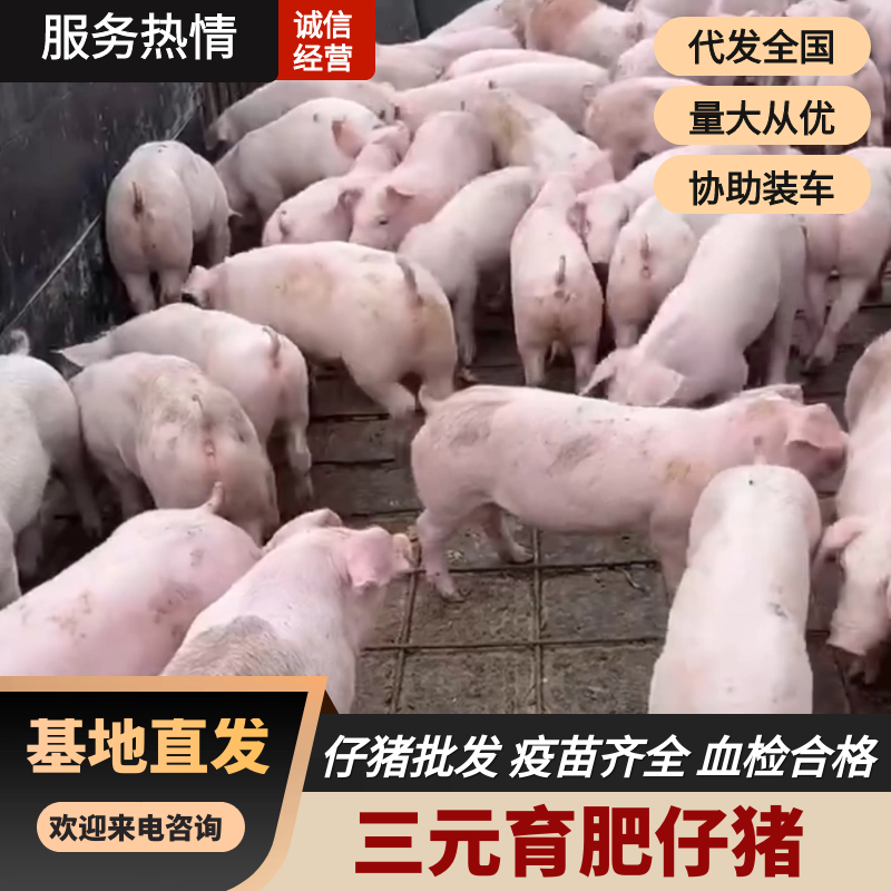 山东临沂三元育肥仔猪一手货源产地直发可视频看货，欢迎咨询