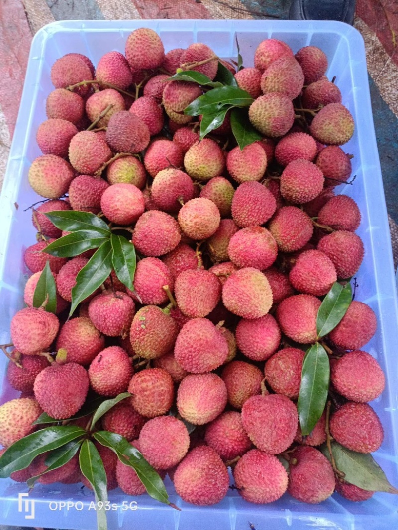 广东妃子笑荔枝